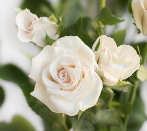 Роза кустовая Royal Porcelina